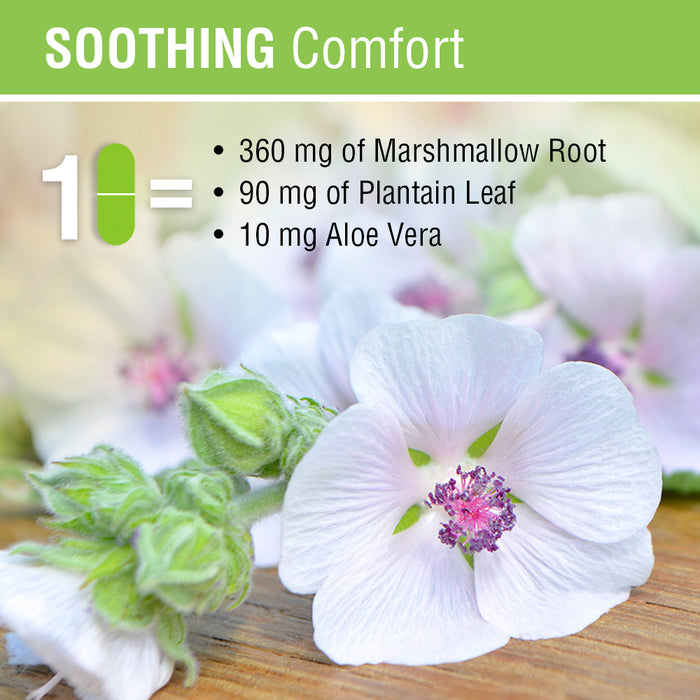 Solaray GI Comfort with Marshmallow Root, Plantain Leaf & Aloe Vera | Healthy Digestion & Gastrointestinal Wellness Support | 100 VegCap
